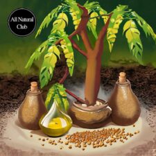 The Neem oil tree, Azadirachta indica, in an artistic rendering showing the seeds and oil in a cute jar with a cork.